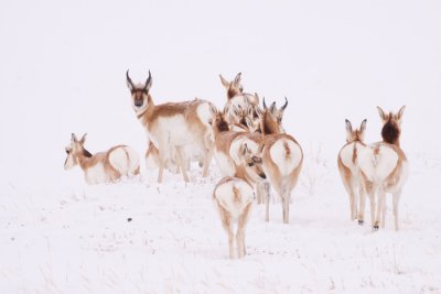 pronghorn-snow-VII.jpg