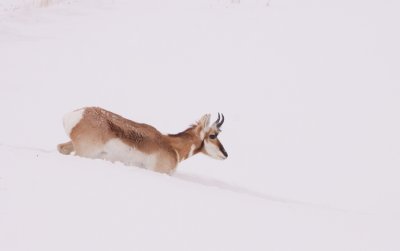 pronghorn-snow-X.jpg