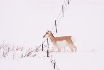 pronghorn-snow-XIV.jpg