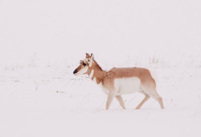 pronghorn-snow-XIX.jpg