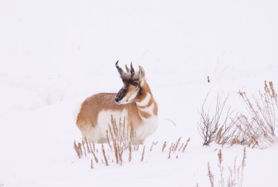 pronghorn-winter-V.jpg