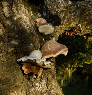 Funghi near the start/finish point