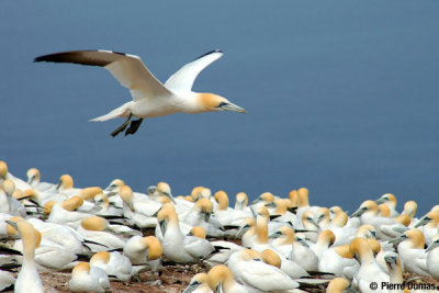 Fous de Bassan - Nothern gannets