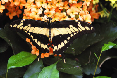 Papillons-27.jpg