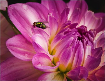 Fly On Dalhia