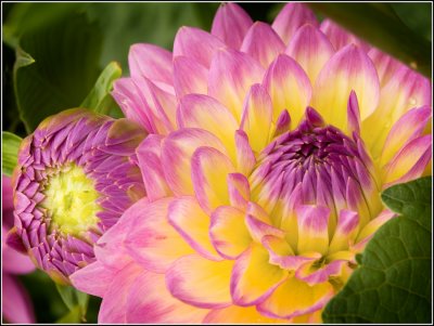  Pink Dahlia #1
