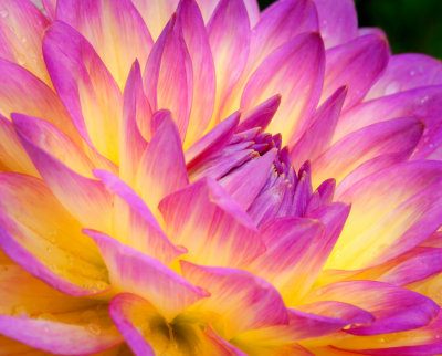  Pink Dahlia #4
