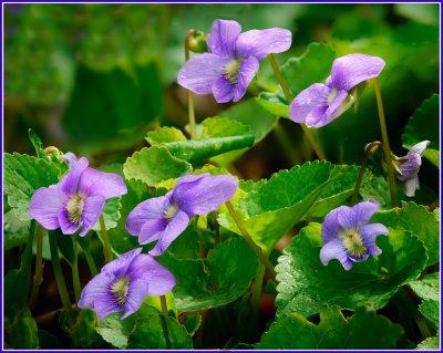  Violets