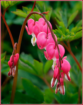Bleeding Heart Arches
