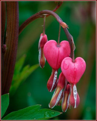  Bleeding Heart New Arch