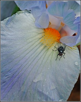 There's a Fly on Me