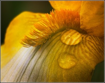 Golden Iris Parts #1