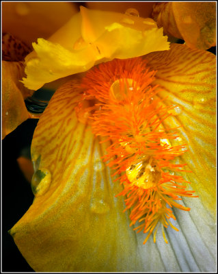 Yellow Iris Parts