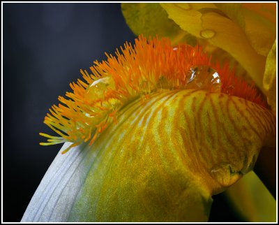 Golden Iris Parts #2