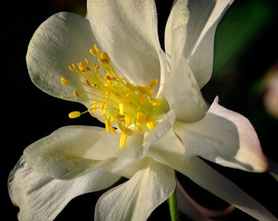  White Columbine #1