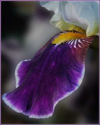 Purple Iris #3