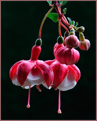 Red Fuchsia