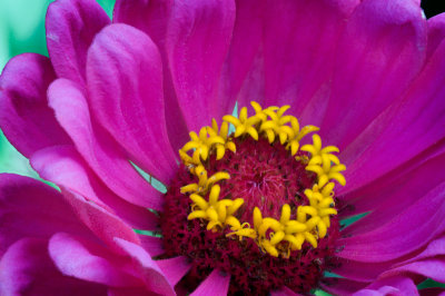  Pink and Yellow flower
