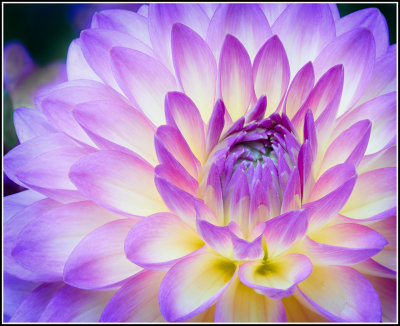  Light Purple Dahlia