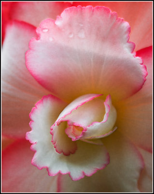 Tuberous Begonia #1