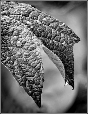 Leaf in Branson #2