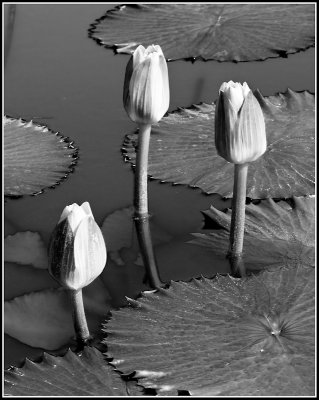 Three Water Lilies
