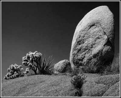 Joshua Tree Rocks #2