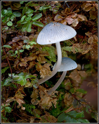 Two White Mushrooms