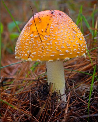  Golden Mushroom