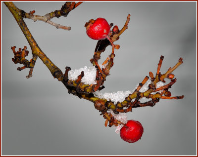 Two Berries  Snow