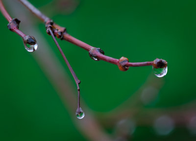 Macro Flower Pictures