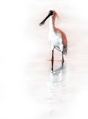 7th Place Spoonbill by melbob