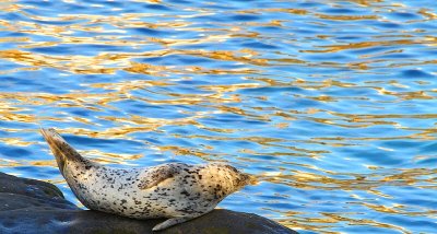 Leopard Seal at Sunset