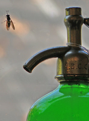 Bug &  Bottle