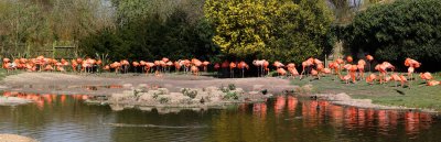 Caribbean Flamingos