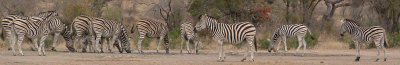 7th Place Zebra Crossing by petabix