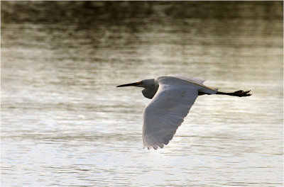 Egret