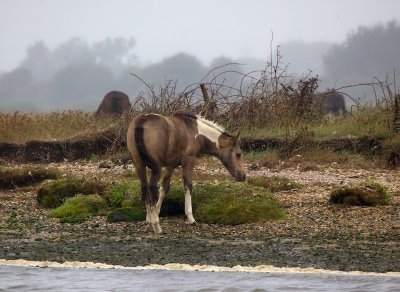 Riverbank Ponies in Fog