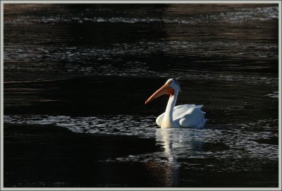 Pelican - Pathfinder Dam