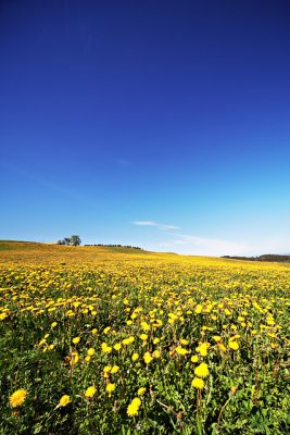Norwegian yellow