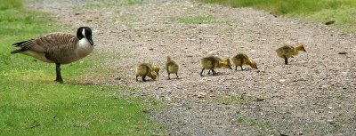 All in a Row