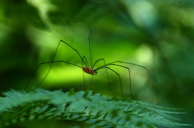 Daddy Longlegs