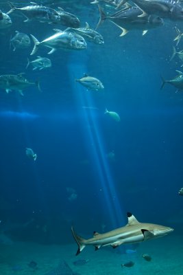 Under the Sea