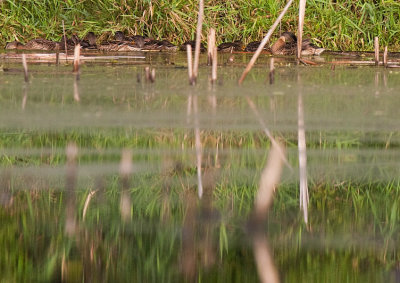 Ducks in the Marsh