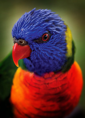 8th Place Are you looking for Mr. Roy G. Biv? by K