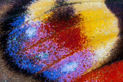 Peacock Butterfly Wing Detail