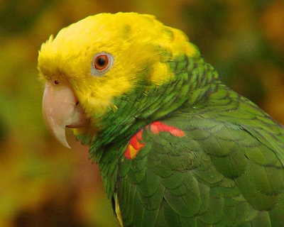 African Parrot