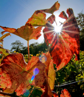 12th Place Vine leaves by eega