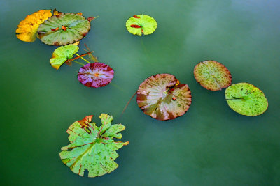 Waterplants