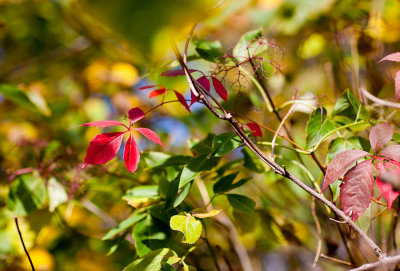 Fall Foliage